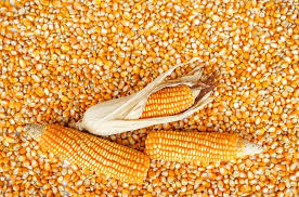 Yellow Corn Animal Feed